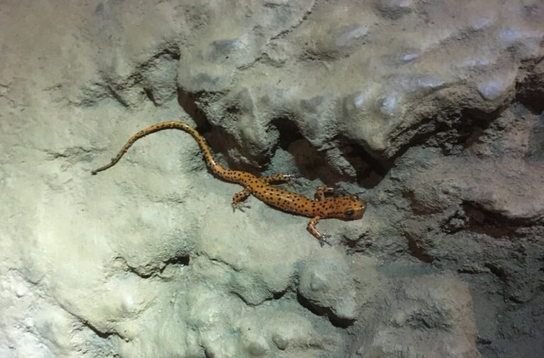 Long-tailed Salamander