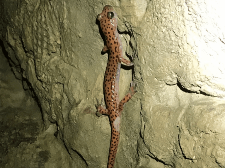 Cave Salamander