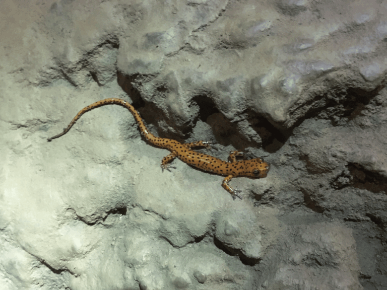 Long-Tailed Salamander