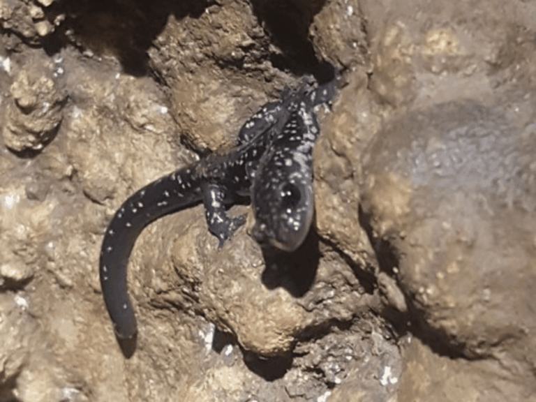 slimy salamander (Plethodon glutinosus complex)